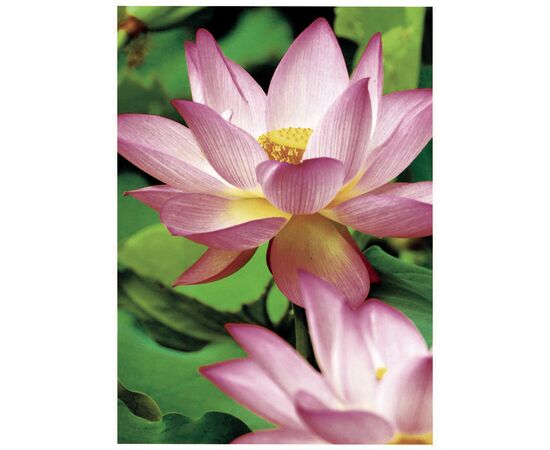 Премиум фотобумага [2482-20] односторонняя суперглянцевая для струйных принтеров А4, 300 г/м² фотография 2