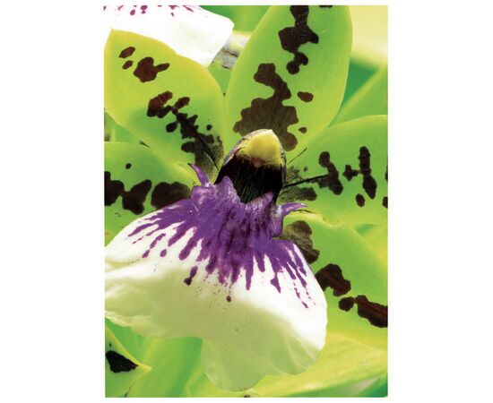 Высококачественная фотобумага [C2552-50] односторонняя сатиновая матовая для струйных принтеров 250 г/м², 10x15 см фотография 2